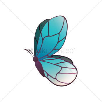Butterfly Butterfly
