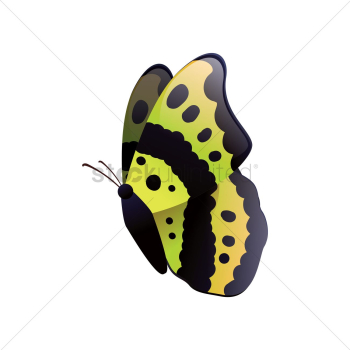 Butterfly Butterfly