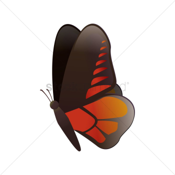 Butterfly Butterfly