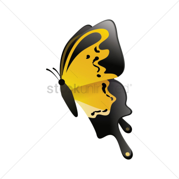 Butterfly Butterfly