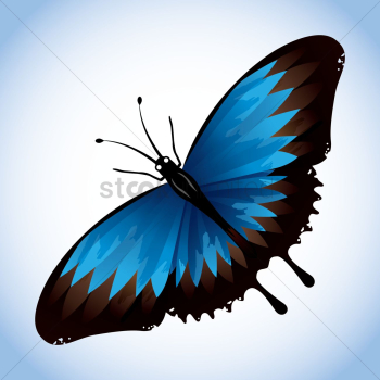 Butterfly Butterfly