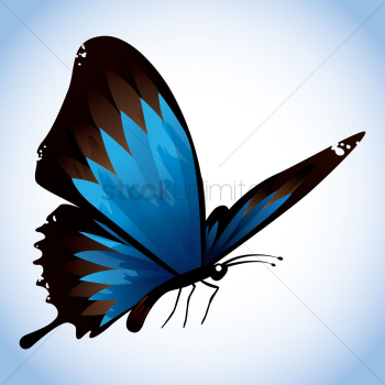 Butterfly Butterfly