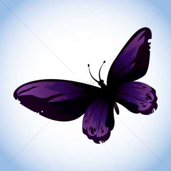 Butterfly Butterfly