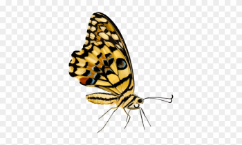 Butterfly Butterfly