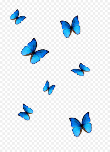 Butterfly Blue Phengaris alcon - blue butterfly Butterfly Blue Phengaris alcon - blue butterfly