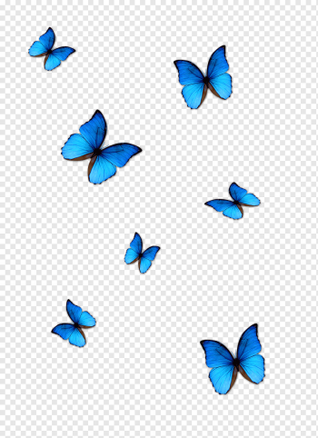 Butterfly Blue Phengaris alcon, blue butterfly, seven blue butterflies, blue, insects, color png