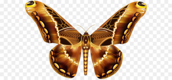 Butterfly Brown Greta oto Clip art - Beautiful Brown Butterfly PNG Clipart Image 