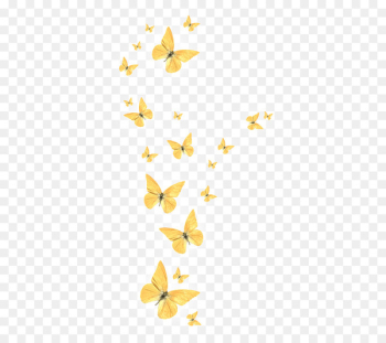 Butterfly - Butterflies float Butterfly - Butterflies float