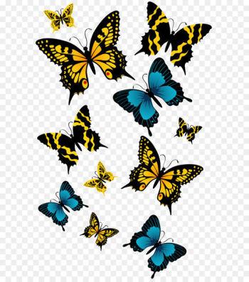 Butterfly Clip art - Butterflies PNG Clipart Picture Butterfly Clip art - Butterflies PNG Clipart Picture