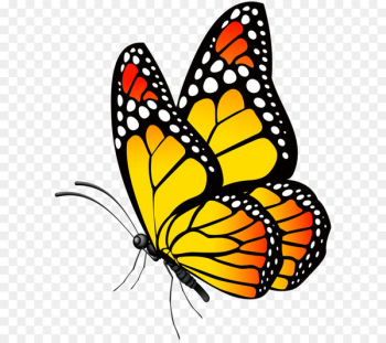 Butterfly Clip art - Butterfly Yellow PNG Clip Art Image 