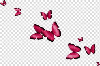 Butterfly , Colorful butterfly transparent background PNG clipart