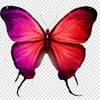 Butterfly , Colorful butterfly transparent background PNG clipart Butterfly , Colorful butterfly transparent background PNG clipart