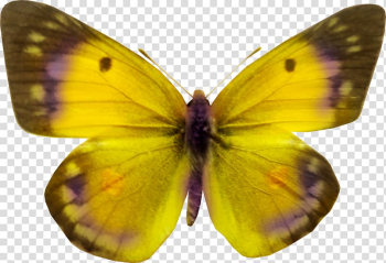 Butterfly , Colorful butterfly transparent background PNG clipart Butterfly , Colorful butterfly transparent background PNG clipart