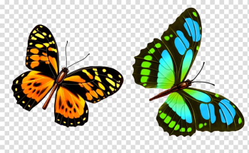 Butterfly , Colorful butterfly transparent background PNG clipart Butterfly , Colorful butterfly transparent background PNG clipart