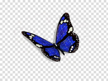 Butterfly , Colorful butterfly transparent background PNG clipart Butterfly , Colorful butterfly transparent background PNG clipart