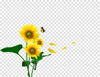 Butterfly Common sunflower Gratis Computer file, sunflower transparent background PNG clipart