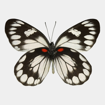 Butterfly cut out, animal design | Free PSD - rawpixel Butterfly cut out, animal design | Free PSD - rawpixel