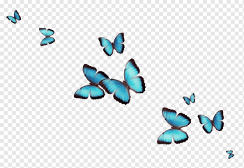 Butterfly Desktop Flower, butterfly, text, insects, color png Butterfly Desktop Flower, butterfly, text, insects, color png
