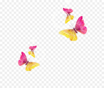 Butterfly Download - Colorful butterfly Butterfly Download - Colorful butterfly