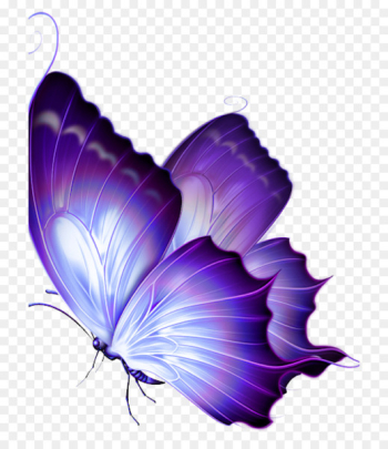 Butterfly Drawing Clip art Image Papillon - butterfly 