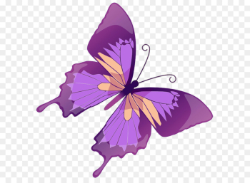 Butterfly Euclidean vector Stock illustration Graphics ...