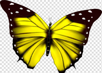 Butterfly Flower , Colorful butterfly transparent background PNG clipart Butterfly Flower , Colorful butterfly transparent background PNG clipart