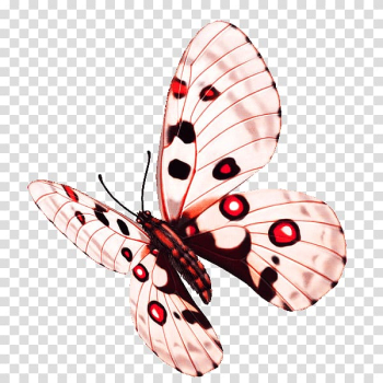 Butterfly Flower, Colorful butterfly transparent background PNG clipart Butterfly Flower, Colorful butterfly transparent background PNG clipart