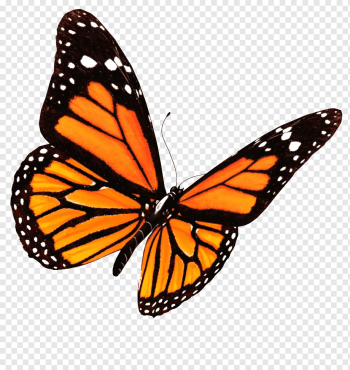 Butterfly, Flying Butterflies, animals, brush Footed Butterfly, orange png Butterfly, Flying Butterflies, animals, brush Footed Butterfly, orange png