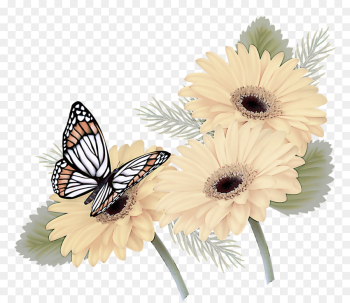 butterfly gerbera moths and butterflies insect flower butterfly gerbera moths and butterflies insect flower