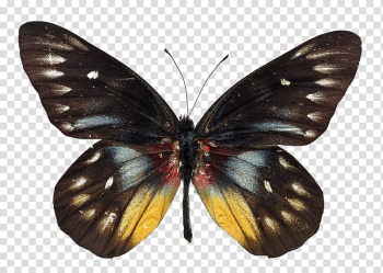Butterfly Greta oto , Colorful butterfly transparent background PNG clipart Butterfly Greta oto , Colorful butterfly transparent background PNG clipart