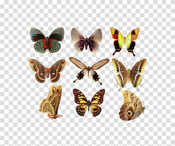 Butterfly Greta oto , Colorful butterfly transparent background PNG clipart Butterfly Greta oto , Colorful butterfly transparent background PNG clipart