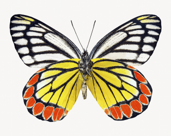 Butterfly insect, animal design | Free Photo - rawpixel Butterfly insect, animal design | Free Photo - rawpixel