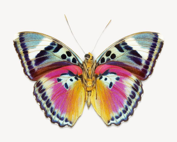 Butterfly insect, animal isolated design | Free Photo - rawpixel Butterfly insect, animal isolated design | Free Photo - rawpixel