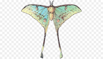 Butterfly Insect Luna Moth Comet moth - butterfly Butterfly Insect Luna Moth Comet moth - butterfly