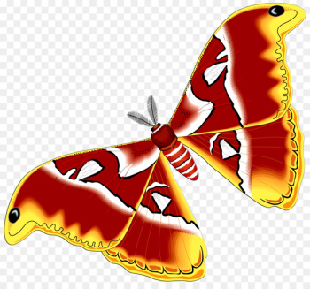 Butterfly Insect Metamorphosis Auchenorrhyncha Atlas moth - butterfly 