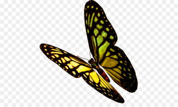 Butterfly, Insect, Monarch Butterfly, Moths And Butterflies PNG