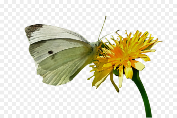 butterfly insect moths and butterflies cabbage butterfly colias butterfly insect moths and butterflies cabbage butterfly colias