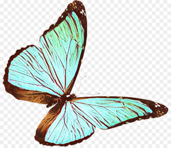 butterfly insect moths and butterflies pollinator brush-footed butterfly butterfly insect moths and butterflies pollinator brush-footed butterfly