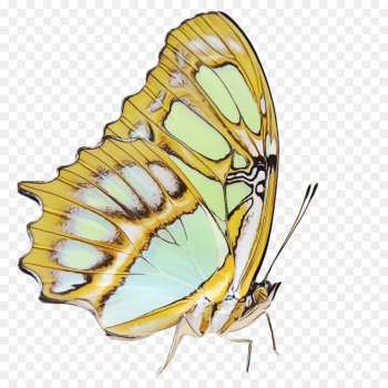 butterfly insect moths and butterflies pollinator brush-footed butterfly butterfly insect moths and butterflies pollinator brush-footed butterfly