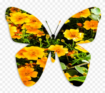 Butterfly Insect Nature Flowers Png Image - Butterfly Insect Nature Flowers Png Image