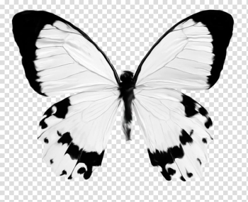 Butterfly Insect , watercolor butterfly transparent background PNG clipart Butterfly Insect , watercolor butterfly transparent background PNG clipart