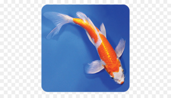 Butterfly Koi Bird Fish Koi pond - Bird Butterfly Koi Bird Fish Koi pond - Bird