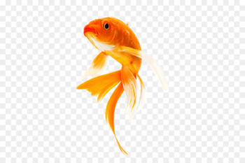 Butterfly Koi Goldfish Carp Koi pond - fish Butterfly Koi Goldfish Carp Koi pond - fish