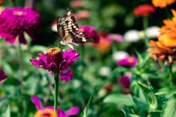 Butterfly On A Flower Butterfly On A Flower