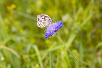 Butterfly on Flower Butterfly on Flower