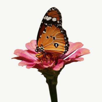 Butterfly on flower collage element, | Free PSD - rawpixel