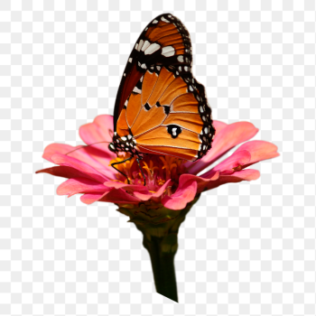 Butterfly on flower png sticker, | Free PNG - rawpixel