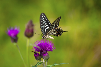 Butterfly on Pink Flower Butterfly on Pink Flower