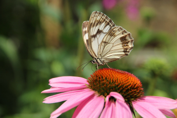 Butterfly On Pink Flower Butterfly On Pink Flower