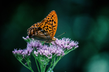 butterfly on purple flowers butterfly on purple flowers
